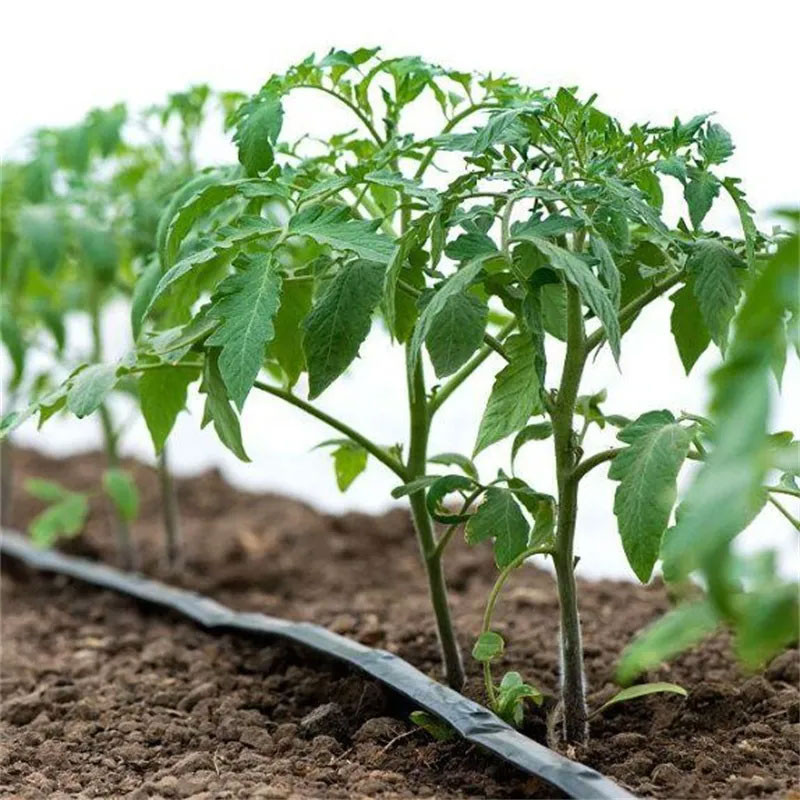 Comment déterminer le temps d’arrosage parfait pour votre potager ?